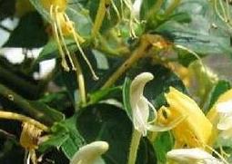 金锒花的功效与作用 金锒花的药用价值