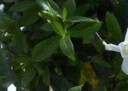 铁茉莉的养殖方法 铁茉莉的养殖方法