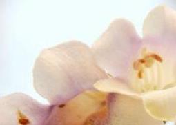 梧桐花的功效与作用 醋泡梧桐花的功效与作用