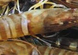 基围虾的功效与作用 基围虾的功效与作用及食用方法