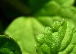 活血丹的功效与作用（活血丹的功效与作用及食用禁忌）