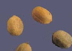 巴豆和蜂蜡的作用与功效（巴豆和蜂蜡的作用与功效禁忌）