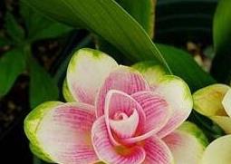 盆栽姜荷花怎么养（盆栽姜荷花怎么养护）