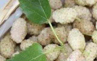 白桑葚的功效与作用 白桑葚的功效与作用泡酒做法