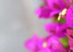 三角梅花的养殖方法和注意事项有哪些