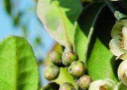 柃木花蜂蜜的功效与作用（灌木花蜂蜜功效）