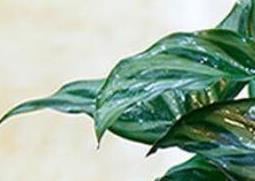 孔雀竹芋怎么养 孔雀竹芋怎么养才能更旺盛