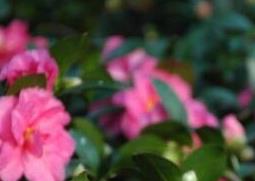 茶花的养殖方法与注意事项 茶花养殖方法与技巧