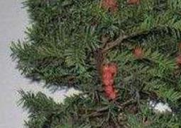 红豆杉怎么养 红豆杉怎么养长得快