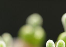 碧光环怎么养（碧光环怎么养老桩）