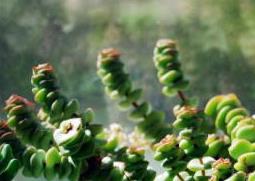 钱串子的养殖方法 绿植钱串子的养殖方法