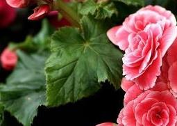 海棠的种类图片（海棠的种类及图片）