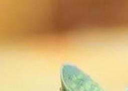 多肉子宝怎么养（多肉子宝的养殖方法）