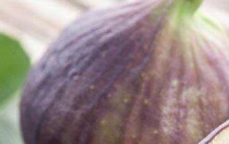 无花果粉的功效与作用 吃无花果粉的好处