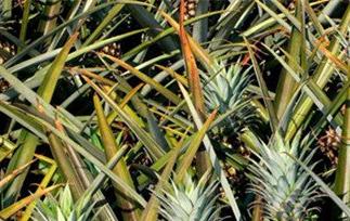 菠萝是热性还是凉性（菠萝是热性还是凉性水果）