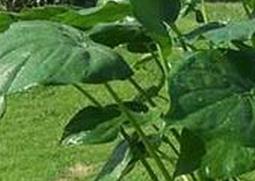 滴水观音烂根怎么办（滴水观音烂根后应该如何及时的处理）