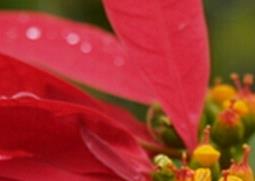 一品红的功效与作用 一品红的药用功效