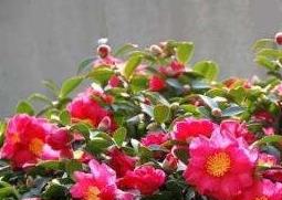 茶梅的养殖方法和注意事项（茶梅的养殖方法和注意事项视频）