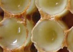 洋槐浆的功效与作用 洋槐王浆功效作用