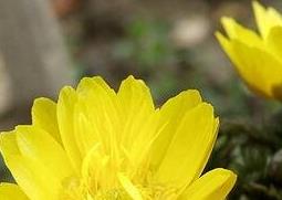 福寿草的功效与作用（福寿草功效与作用有毒吗）