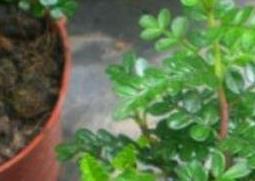 胡椒木如何养殖（胡椒木如何养殖视频）