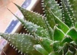 斑马芦荟怎么养 斑马芦荟怎么养殖