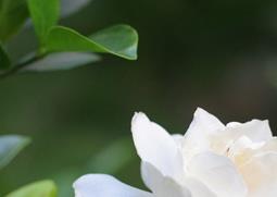 栀子的营养价值及功效（栀子的营养价值及功效禁忌）