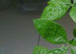 常见的喜阴植物有哪些 常见的喜阴植物有哪些