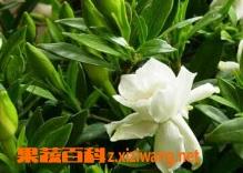 栀子花的养殖方法 栀子花的养殖方法和修剪