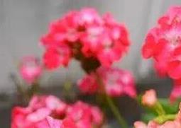 天竺葵的功效与作用与禁忌 天竺葵的功效与作用及禁忌症