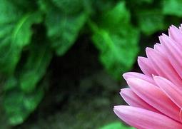 非洲菊的功效与作用（非洲菊有什么作用）