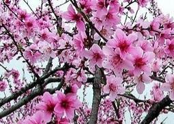 春季花的功效与作用 四季春花的功效与作用