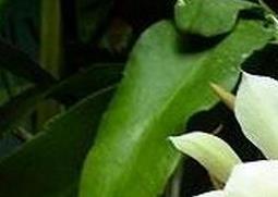 昙花盆栽养植方法和注意事项（昙花盆栽养植方法和注意事项有哪些）