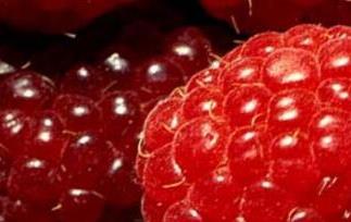 三锦莓的功效与作用（三锦莓是什么植物）