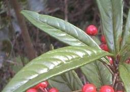 紫金牛的功效与作用（东方紫金牛的功效与作用）