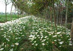 葱兰的功效与作用(葱兰花有什么药用价值)