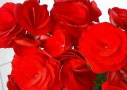 秋海棠的功效与作用 秋海棠的功效与作用秋海棠能降血压吗