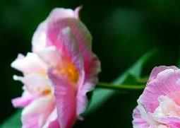 木芙蓉花的养殖方法 木芙蓉花的养殖方法和技术