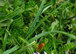 昌都点地梅的功效与作用 地梅作用及功效