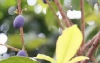 桂花籽如何泡酒 桂花籽如何泡酒喝