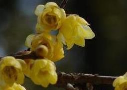 腊梅花的功效与作用（腊梅花的功效与作用点）