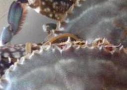 清蒸螃蟹如何清洗（清蒸螃蟹如何清洗和处理）