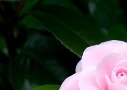 山茶花的养殖养护方法 山茶花的养殖养护方法有哪些