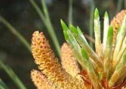 松花粉怎么吃最好 松花粉怎么吃最好吃