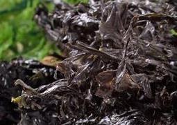 吃紫菜的好处有哪些（吃紫菜的好处有哪些禁忌）