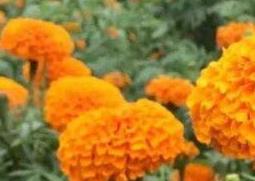 万寿菊的功效与作用 芳香万寿菊的功效与作用