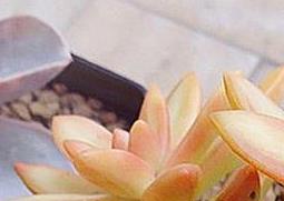 小盆栽铭月的养殖方法及注意事项（铭月冬天怎么养）