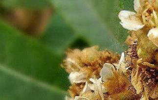 枇杷花的功效与作用(枇杷花的功效与作用的功能与主治)