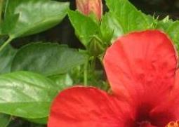 红色木槿花的功效与作用 红色木槿花的功效与作用禁忌