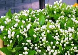 茉莉花的养殖方法 茉莉花的养殖方法和修剪